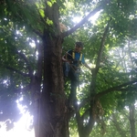2019 tree limb removal