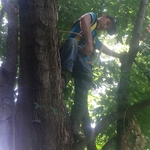 2019 tree limb removal