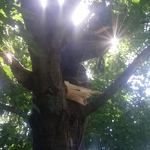 2019 tree limb removal