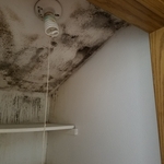 Mold Remediation