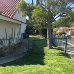 Side Lawn Rejuvenation- After 30 days