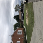Tree removal