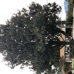 Tree removal
