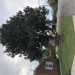 Tree removal