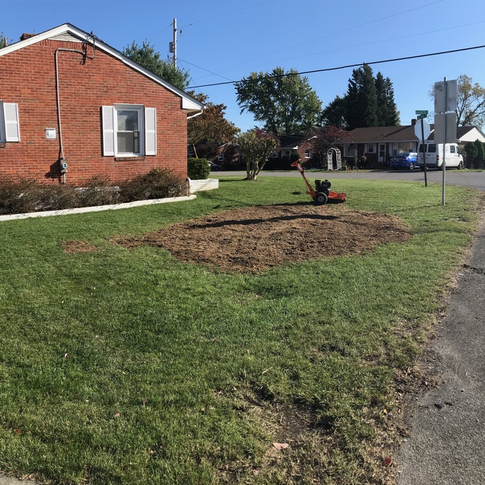 Tree removal