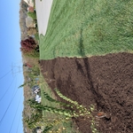 Added new mulch and plant