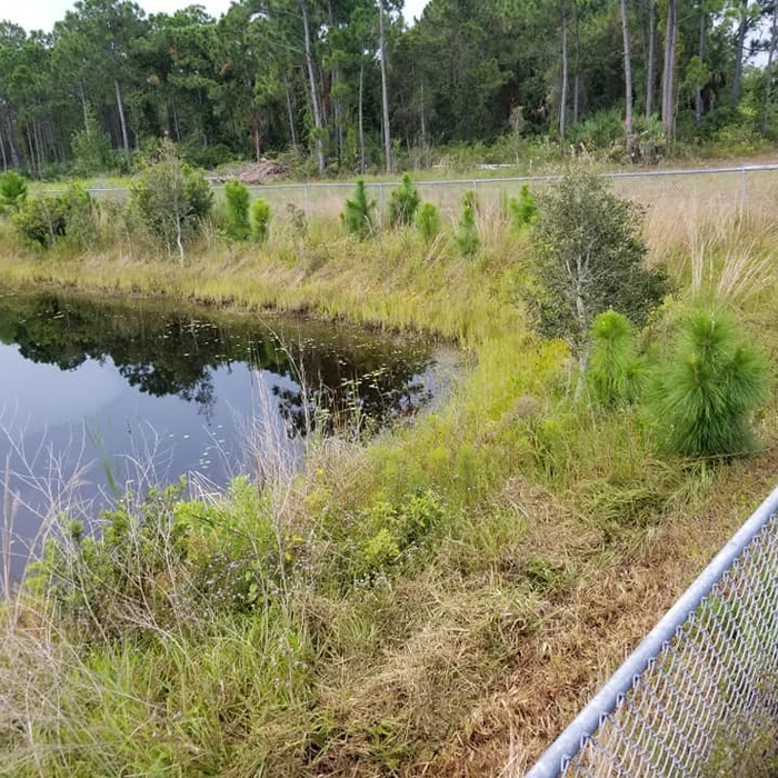 over grown banks