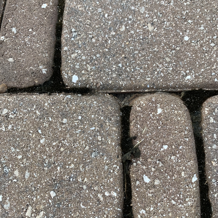 Paver Algae