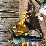 Stump Grinding