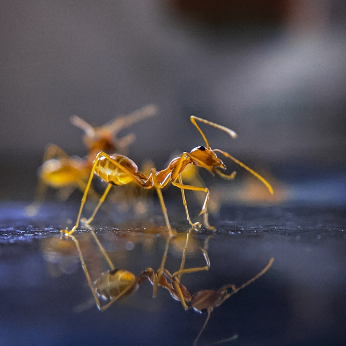 Photos of Pests
