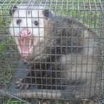 Rats