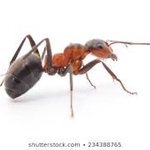 Ants