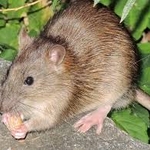 Rats