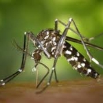 Mosquito Control