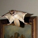 Flying Squirrel