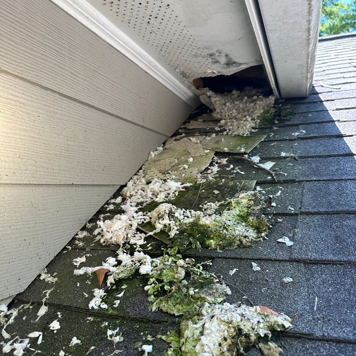 Raccoon Damage