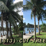 Coconut Palm Tree Trimming / Pruning