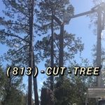 Large Pine Removal