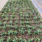 Drip Irrigation