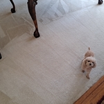 Pet stains removed