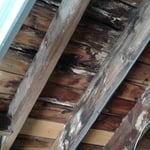 Rotting & Mold infested roof planking