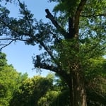 Taking the dead out