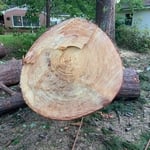 Big pine removal