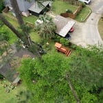 Big pine removal