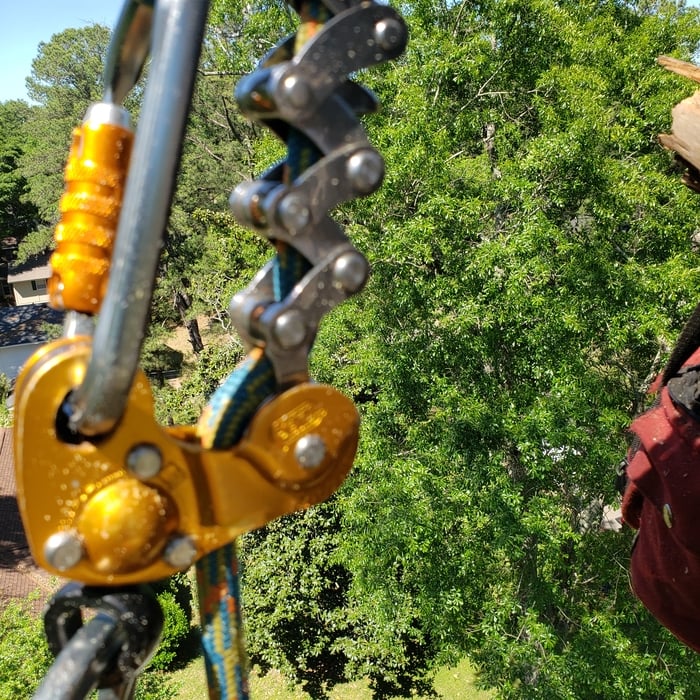 Pine removal