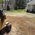 4 Foot Diameter Stump After