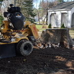 4 Foot Diameter Stump Before