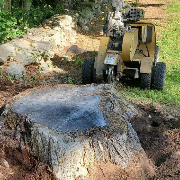 Before - 5 Foot Diameter Stump - Brentwood NH