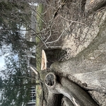 Trees Removal