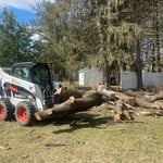 Trees Removal
