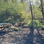 Trees cut up and stacked