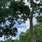 tree service