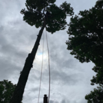 tree service