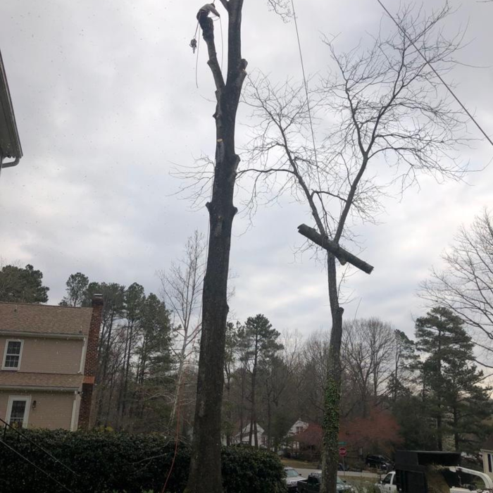 tree service