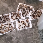 American roach infestation in lower Manhatan