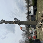 Tree Removal - Mid Process