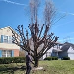 Tree Pruning