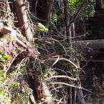 storm damage