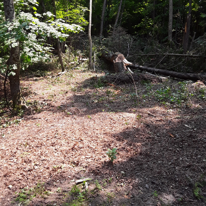 storm damage