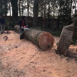 Tree Services