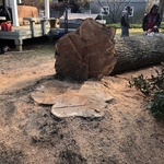 Tree Services