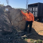 Tree Services