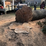 Tree Services