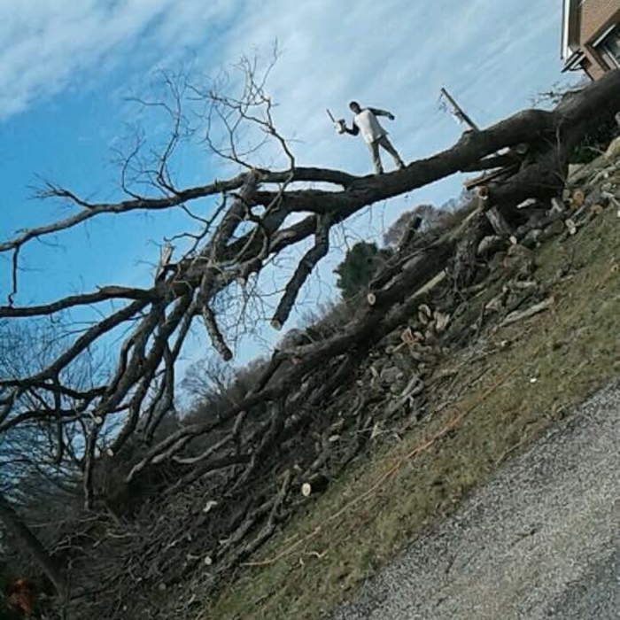 Tree Services
