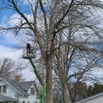 Tree Removal