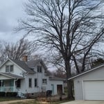 Tree Removal